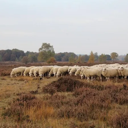 Boshuisje Bij Veluwe Met Hottub * Putten